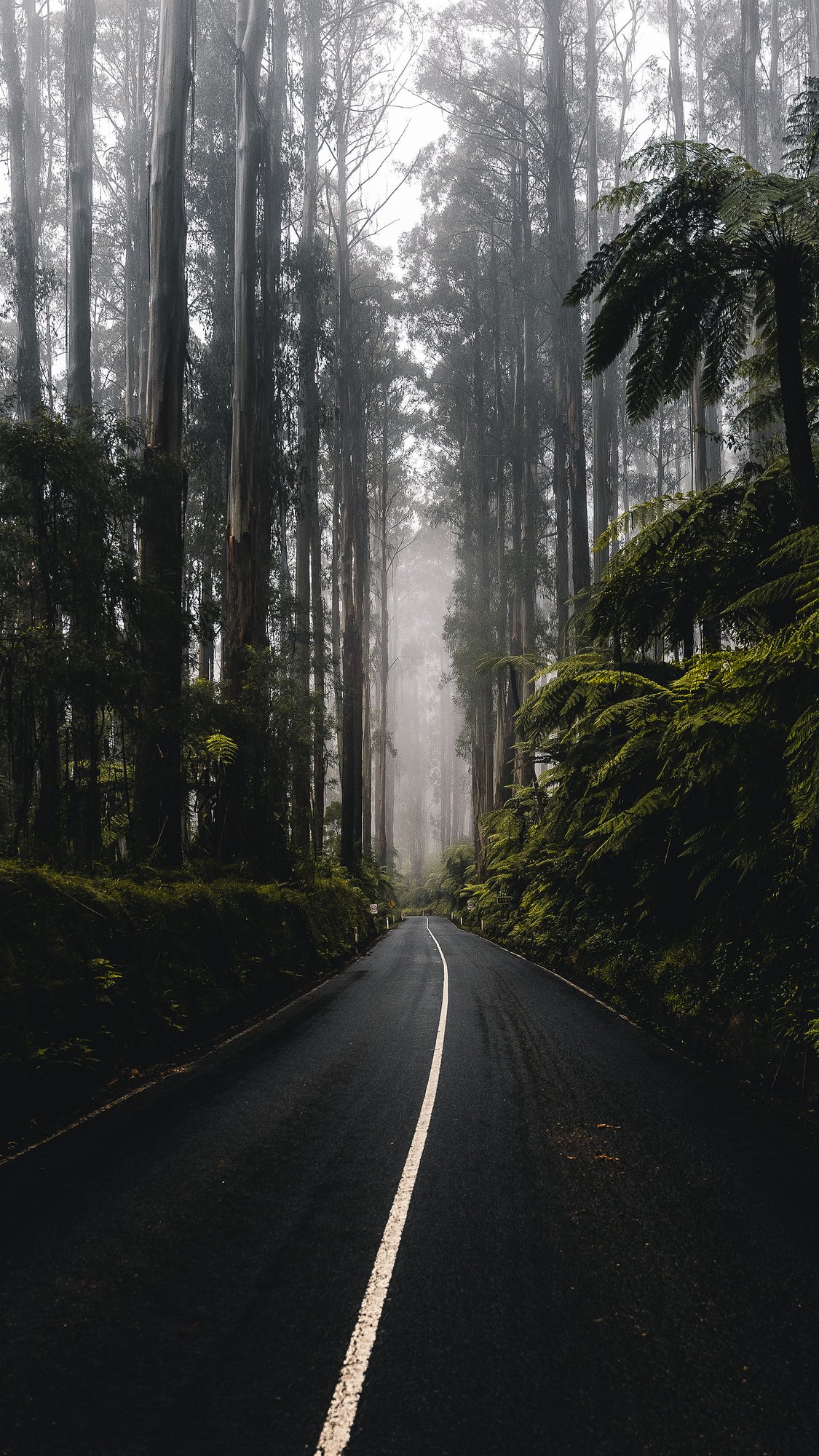 Black Spur, Australia